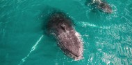 Whale Watching - Ocean Eco Adventures image 2