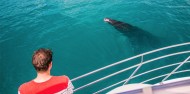 Whale Watching - Ocean Eco Adventures image 5