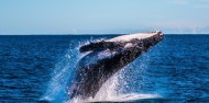 Whale Watching - Ocean Eco Adventures image 4