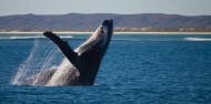 Whale Watching - Ocean Eco Adventures image 7
