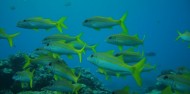 Ningaloo Reef Wildlife Discovery Cruise image 5