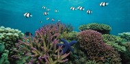 Liveaboard Dive Boat - Divers Den image 3