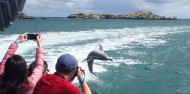 Penguin Island - Dolphins, Penguins & Sea Lion Cruise image 7