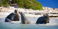 Penguin Island - Dolphins, Penguins & Sea Lion Cruise image 8