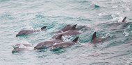 Penguin Island - Dolphins, Penguins & Sea Lion Cruise image 5
