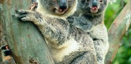 Phillip Island Day Tour -Penguins, Kangaroos and Koalas image 8