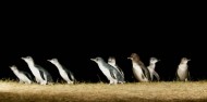 Phillip Island Day Tour -Penguins, Kangaroos and Koalas image 6