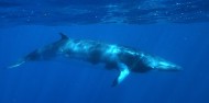 Swim with Minke whales