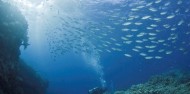 Liveaboard Dive Boat -  Pro Dive image 5