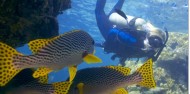 Learn to Dive Course - 3 Days - Reef Encounter image 3