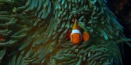 Reef Boat Overnight  - Rum Runner image 6