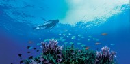 Whitsundays Diving - 3 days & 2 nights - Kiana image 7