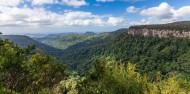 Hinterland Half Day Tour - Rainforest & Wildlife Tour image 7