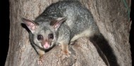 Evening Rainforest, Waterfall & Glow Worm Tour at Tamborine Mountain image 8