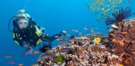 Liveaboard Dive Boat - Cod Hole & Coral Sea image 10