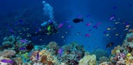 Liveaboard Dive Boat - Cod Hole & Coral Sea image 4