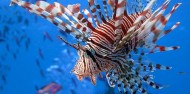 Liveaboard Dive Boat - Cod Hole & Coral Sea image 3