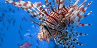 Liveaboard Dive Boat - Cod Hole & Coral Sea image 3