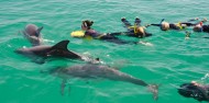 Dolphin Swim - Swim with Wild Dolphins image 3