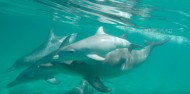 Dolphin Swim - Swim with Wild Dolphins image 4