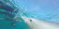 Dolphin Swim - Swim with Wild Dolphins image 10