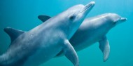Dolphin Swim - Swim with Wild Dolphins image 8