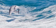 Dolphin Swim - Swim with Wild Dolphins image 7