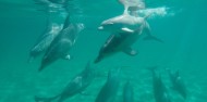 Dolphin Swim - Swim with Wild Dolphins image 6