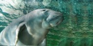 Dugong