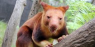 Taronga Zoo Guided Tour - Wild Australia Experience image 7