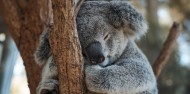 Taronga Zoo image 3