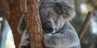 Blue Mountains & Australian Wildlife with Scenic World Rides image 3