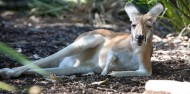 Taronga Zoo Guided Tour - Wild Australia Experience image 4