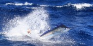 Reef & Game Fishing - True Blue image 2
