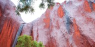 Uluru Sunrise & Guided Base Walk image 6