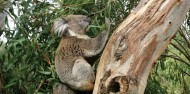 Phillip Island Day Tour -Penguins, Kangaroos and Koalas image 2