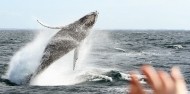 Whale Watching - Spirit of Gold Coast Whale Watching image 1