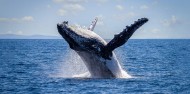 Whale Watching - Captain Cook Cruises image 1