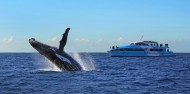 Whale Watching - Captain Cook Cruises image 2