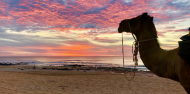 Camel Rides - Broome Camel Safaris image 5