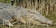 Crocodile spotting on Daintree river cruise