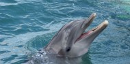 Port Stephens Dolphin Cruise & 4WD Tour image 1