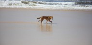 Fraser Island - 3 Day Dingo's 4WD Adventure image 8