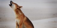 Fraser Island Day Tour image 2