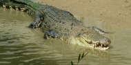 Hartley's Crocodile Adventures image 7