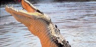 Jumping Croc Cruise Adelaide River image 2