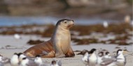 Kangaroo Island Tour image 1