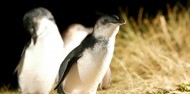 Phillip Island Day Tour -Penguins, Kangaroos and Koalas image 1