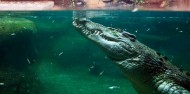 Pinjarra salt water crocodile