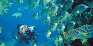 Liveaboard Dive Boat -  Pro Dive image 7
